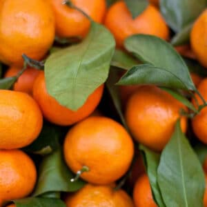 Tangerine (Citrus reticulata)