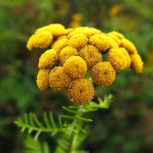 Tansy - Blue (Tanacetum annuum)