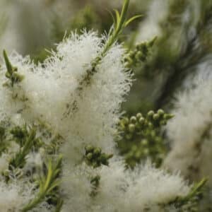 Tea Tree (Melaleuca alternifolia)