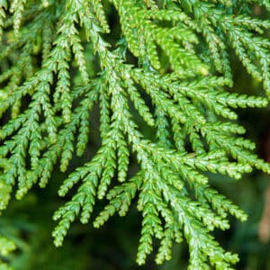 Thuja - White Cedar (Arborvitae)
