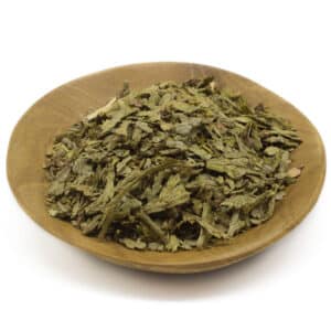 Thuja – Arborvitae (Thuja occidentalis)