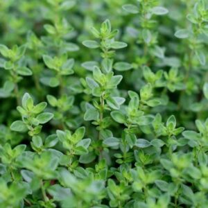 Thyme (Thymus vulgaris)