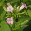 Tobacco Absolute (Nicotiana tabacum)