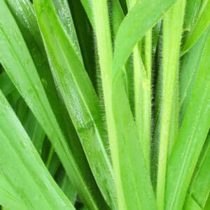 Vetiver (Chrysopogon zizanioides)