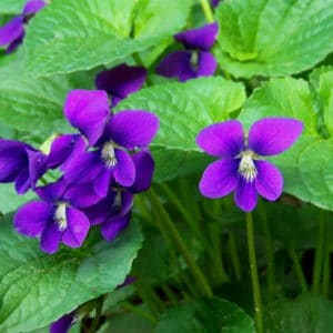 Violet Leaf (Viola odorata)