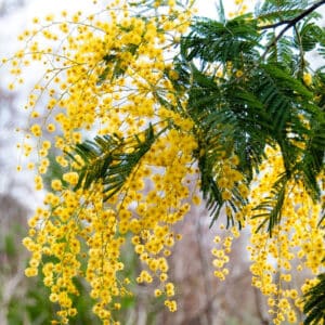 Wattle Absolute (Acacia mearnsii)