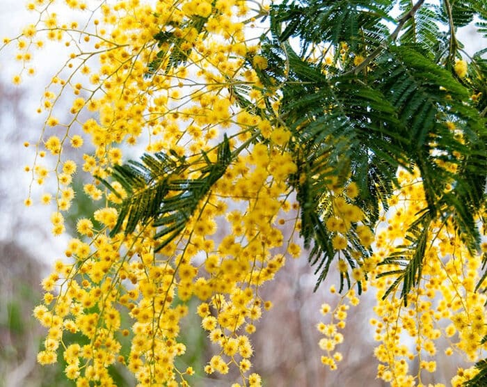 Wattle Absolute (Acacia mearnsii)