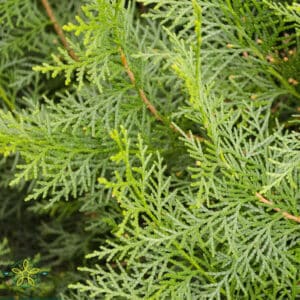 White Cypress - Leaf (Callitris glaucophylla)