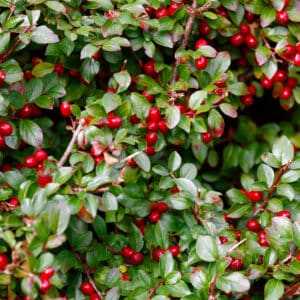 Wintergreen (Gaultheria procumbens)