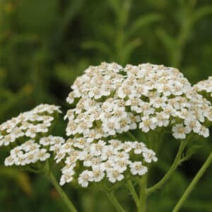 Yarrow (Achillea millefolium)
