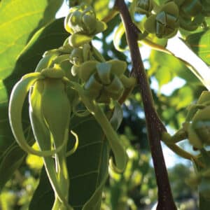 Ylang Ylang (Cananga odorata)