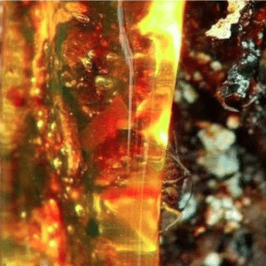 Siberian Cedar (Pinus sibirica)