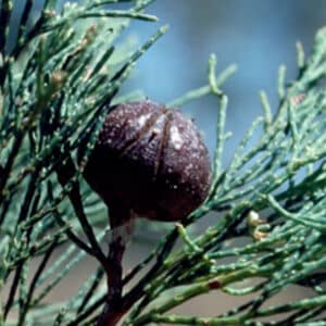 Blue Cypress (Callitris intratropica)