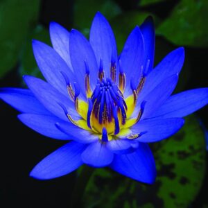 Blue Lotus Liquid Extract (Nymphaea caerulea) (Oil Soluble)