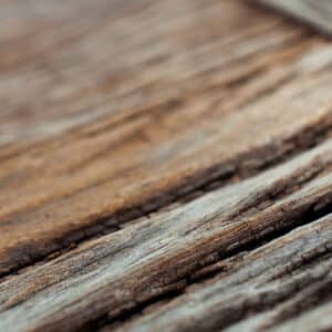 Sandalwood - Northern (Santalum lanceolatum)