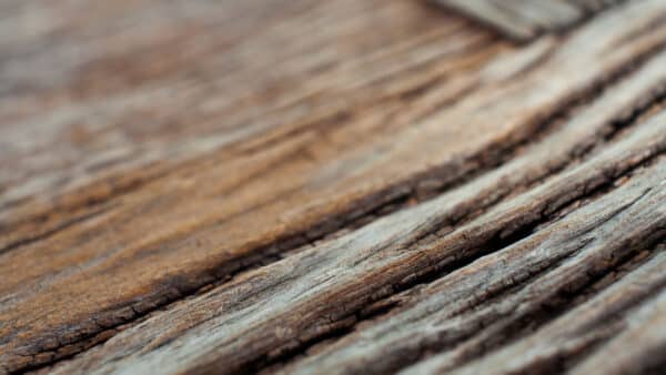 Sandalwood - Northern (Santalum lanceolatum)