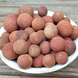 Sandalwood Seeds/Nuts (Santalum spicatum)