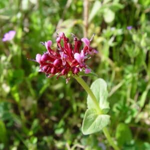 Spikenard (Nardostachys jatamansi)