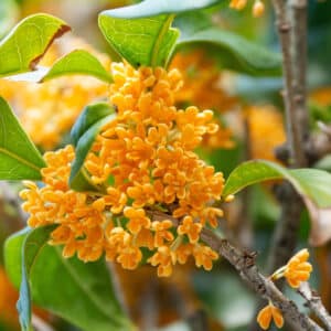 Osmanthus Absolute (Osmanthus fragrans)