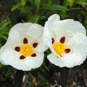 Cistus (Cistus ladaniferus)