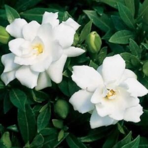 Gardenia Absolute (Gardenia jasminoides)