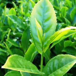 Green Tea Absolute (Camellia sinensis)