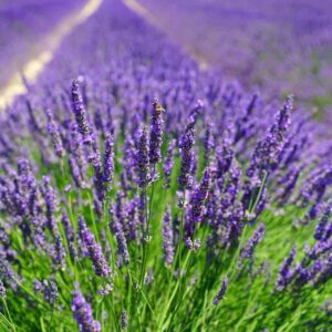 Lavender Absolute (Lavandula officinalis)