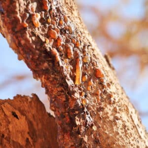 Myrrh Absolute (Commiphora myrrha)