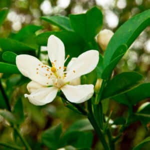 Orange Blossom Absolute (Citrus aurantium)