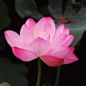 Pink Lotus Absolute (Nelumbo nucifera)