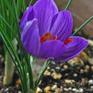 Saffron Absolute (Crocus sativus)