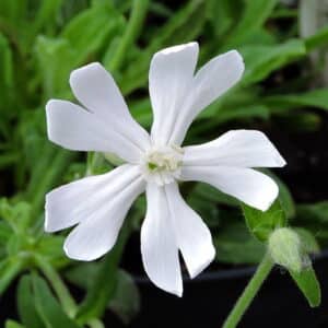 African Dream Root Extract (Silene undulata/Silene capensis)