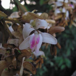 Tonka Bean Absolute (Dipteryx odorata)