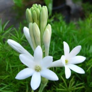 Tuberose Absolute (Polianthes tuberosa)