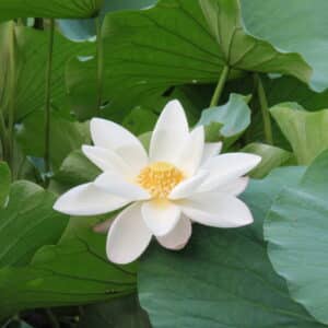 White Lotus Absolute (Nelumbo nucifera)