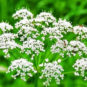 Aniseed (Pimpinella anisum)