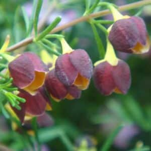 Boronia Absolute (Boronia megastigma)