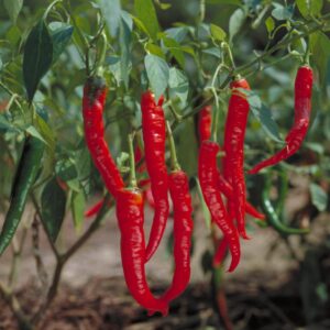 Capsicum Absolute (Capsicum annuum)