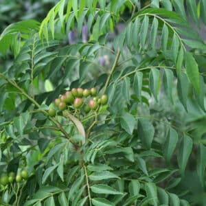 Curry Leaf (Murraya koenigii)