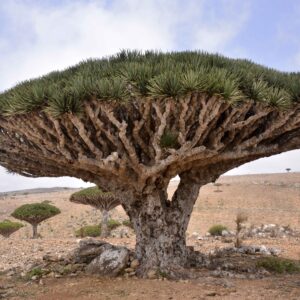 Dragon's Blood (Daemonoporops dracaena)