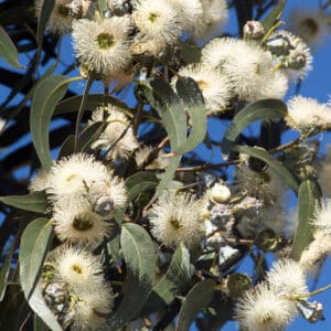 Eucalyptus - Blue Gum (Eucalyptus globulus)