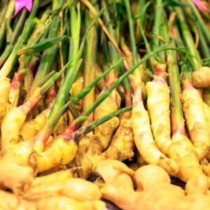 Ginger (Zingiber officinale)