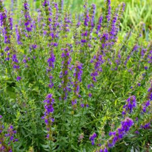 Hyssop (Hyssopus officinalis)