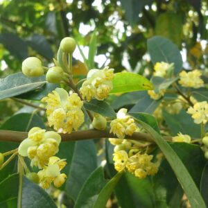 May Chang (Litsea cubeba)