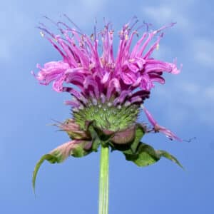 Monarda - Bee Balm (Monarda fistulosa)
