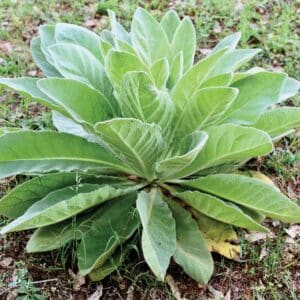 Mullein (Verbascum thapsus)