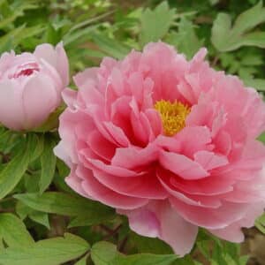 Peony CO2 Extract (Paeonia suffruticosa)