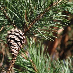 Scotch Pine (Pinus sylvestris)