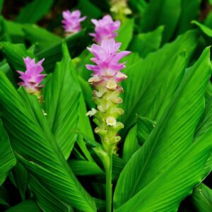 Turmeric Extract (Curcuma longa) - Curcumin 95%