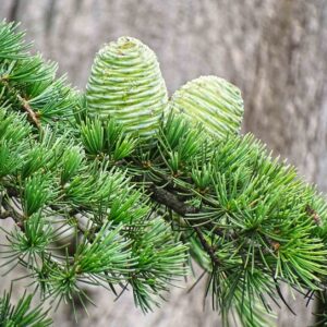 Cedarwood Atlas (Cedrus atlantica)